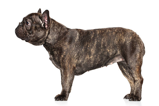 istock French bulldog on a white background 471508378