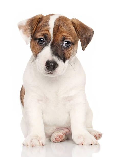 istock Jack Russell terrier in front of white background 471508420