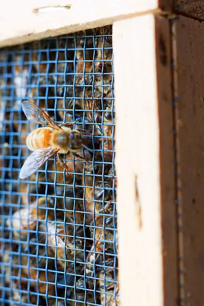 A close-up of an Italian(Apis mellifera ligustica) wooker bee on a "package" of worker bees.  Packages are how bees are typically sold in the US.  There's a can of food (sugar water) and in the center of the ball of bees is a queen in her own small cage.  There are three pounds of bees (roughly 10,000) in each package.