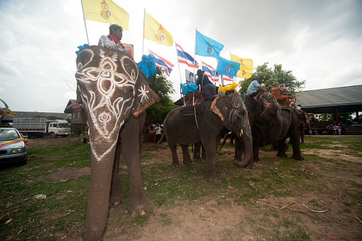 Surin , Thailand -May 23,2013 : Ordination Parade on Elephant’s Back Festival is when elephants parade and carry Novice monk on their backs at  Wat Chang Sawang to Moon river on May 23 , 2013 in Surin Province , Northeast of Thailand.