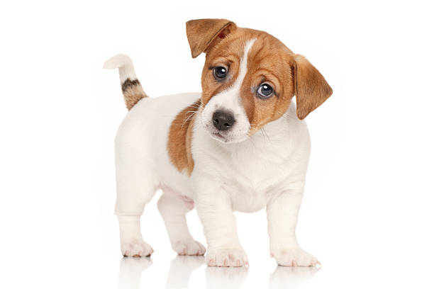 istock Jack Russell terrier puppy 471509224