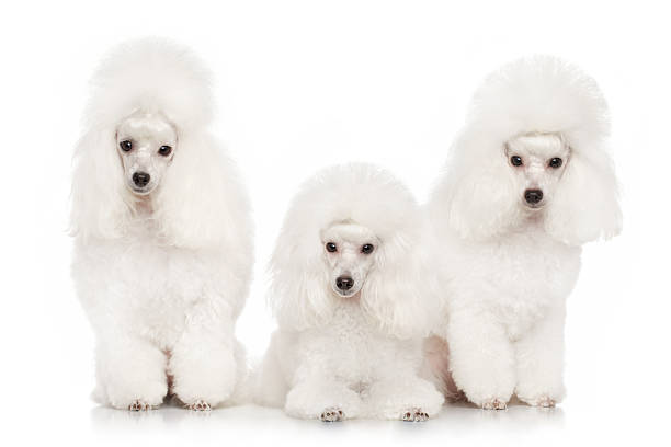 Group of white poodles posing on a white background
