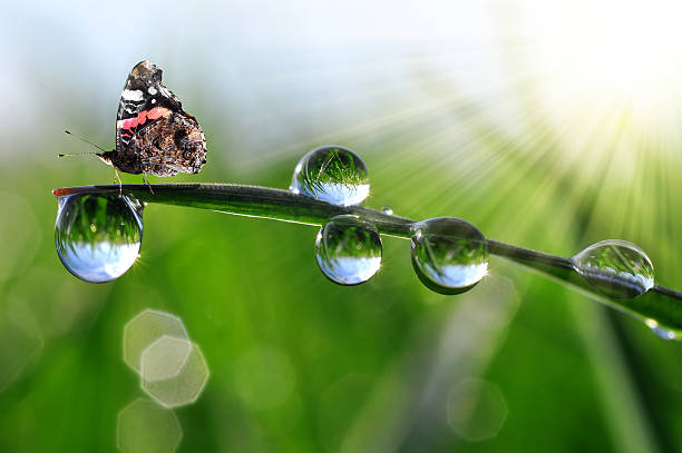 istock Fresh green grass with dew drops and butterfly. 471509506
