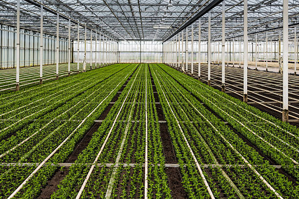 istock Small chrysanthemum cuttings growing in a large nursery 471509516