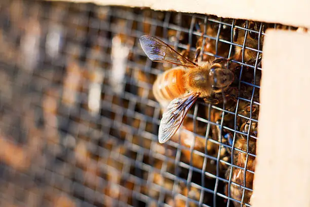 A close-up of an Italian (Apis mellifera ligustica) wooker bee on a "package" of worker bees.  Packages are how bees are typically sold in the US.  There's a can of food (sugar water) and in the center of the ball of bees is a queen in her own small cage.  There are three pounds of bees (roughly 10,000) in each package.