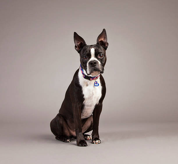 Dog with American Flag Collar stock photo