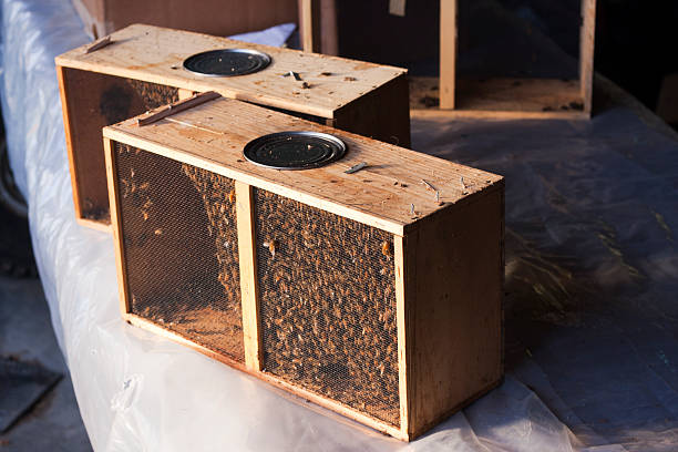 istock Italian (Apis Mellifera Ligustica) Honey Bees - Still in Packages 471510659