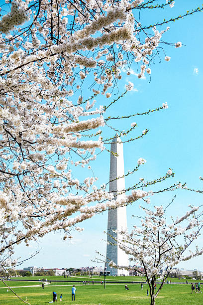 istock Washington Monument Cherry Blossom 2015 471513902