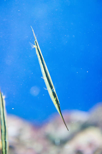 Razorfish - Aeoliscus strigatus stock photo