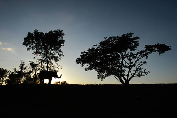 istock Elephant and big tree in the morning. 471514446