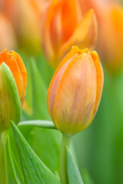 istock spring Flowers bunch. Beautiful orang tulips bouquet. 471515020