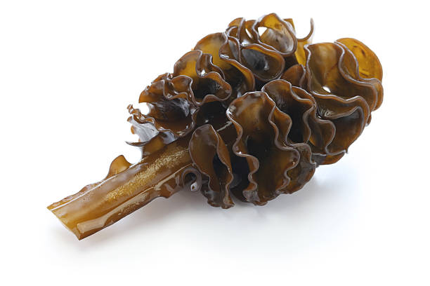 Japanese Seaweed Mekabu Wakame Root Stock Photo - Download Image