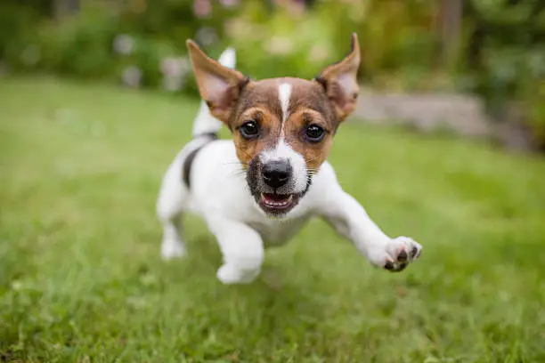 Photo of Funny happy Dog