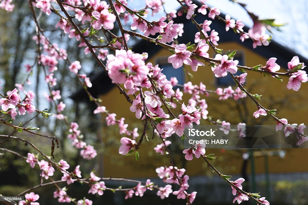 Peach blossoms 2015 Stock Photo