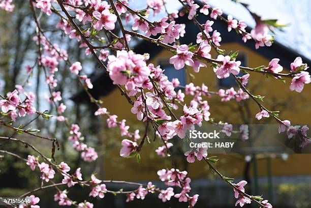 Peach Blossoms Stock Photo - Download Image Now - 2015, April, Beauty