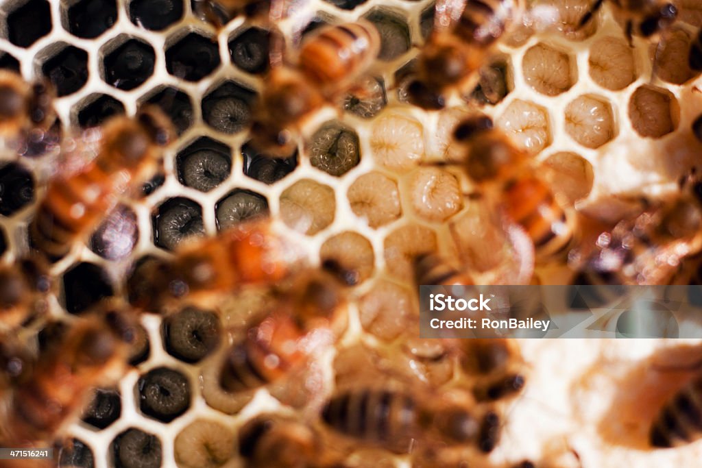 Carniolan 습함 및 캡 Brood 결합기 - 로열티 프리 Carniolan honey bee 스톡 사진