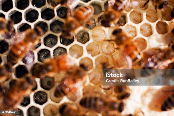 Carniolan 습함 및 캡 Brood 결합기 Carniolan honey bee에 대한 스톡 사진 및 기타 이미지 - Carniolan honey bee, 곤충, 꿀벌
