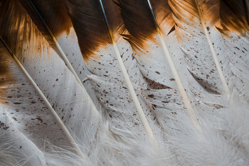 This is a close up shot of feathers that have an american indian/western  look.  It has nice brown and white colors with rich detailing and texture in the feathers.