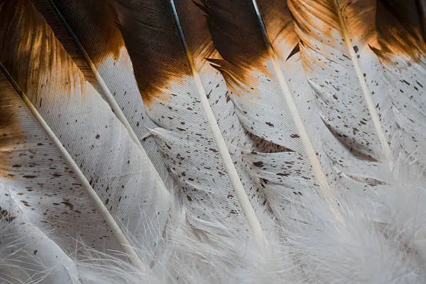 Photo of Textured Brown and White Feathers