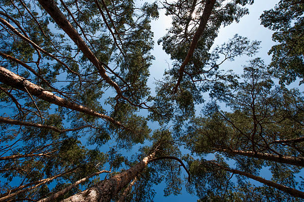 高 coniferous 森林 - hinauf ストックフォトと画像