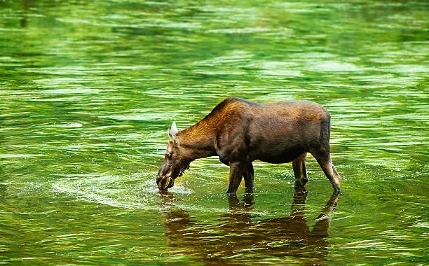 Photo of Moose feeding from the river.