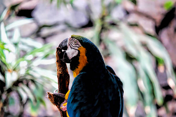 Gold And Blue Macaw (Ara Arauna) Gold And Blue Macaw (Ara Arauna) ara arauna stock pictures, royalty-free photos & images