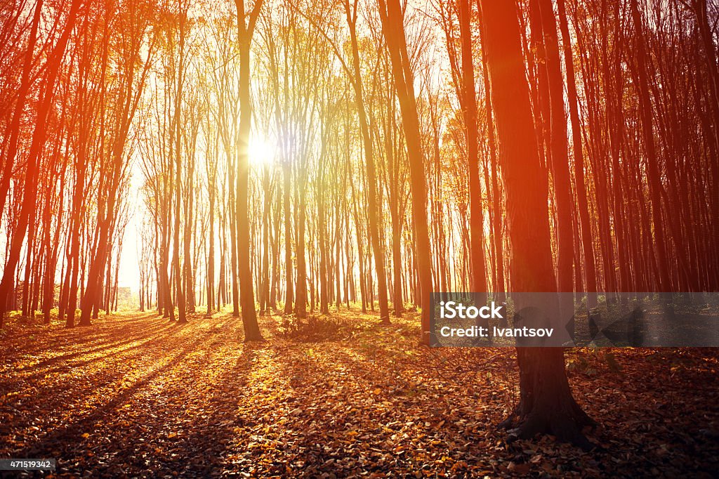 autumn forest trees 2015 Stock Photo