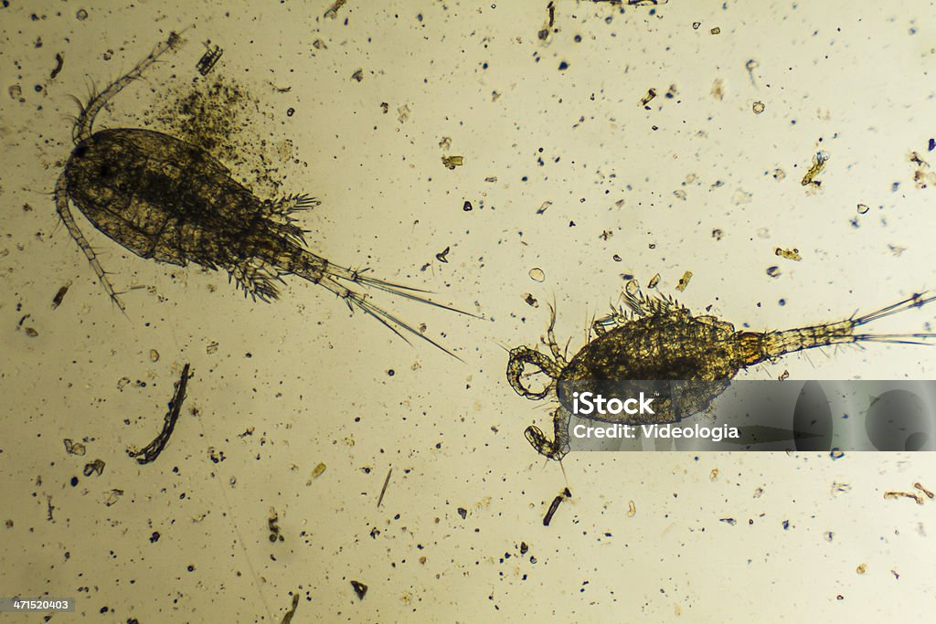 Plankton image under a microscope Micro organism: plankton Copepod Stock Photo