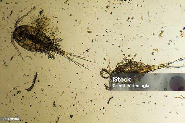 Plankton Image Under A Microscope Stock Photo - Download Image Now - Copepod, Cyclopoid Copepod, Back Lit