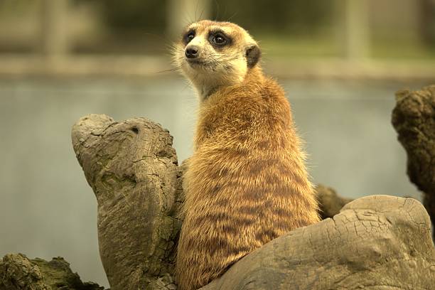 istock Adult Meerkat 2 471520468