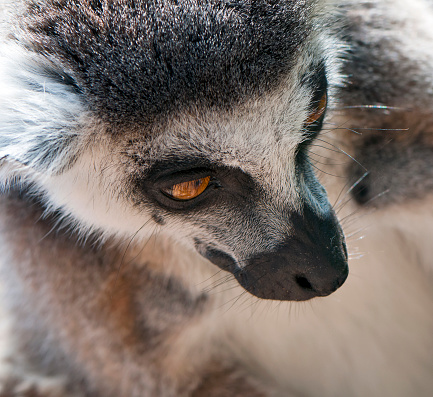 A closeup of the head of a ring-tailed lemur