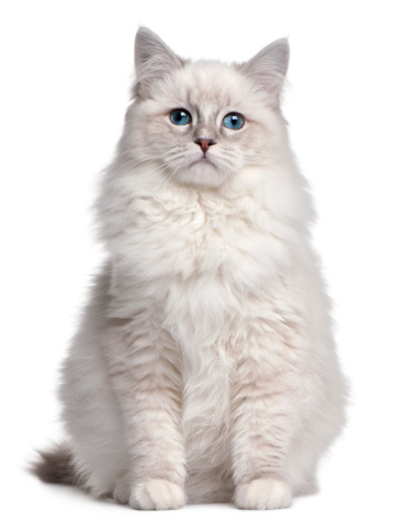 Ragdoll kitten, 5 months old, in front of white background