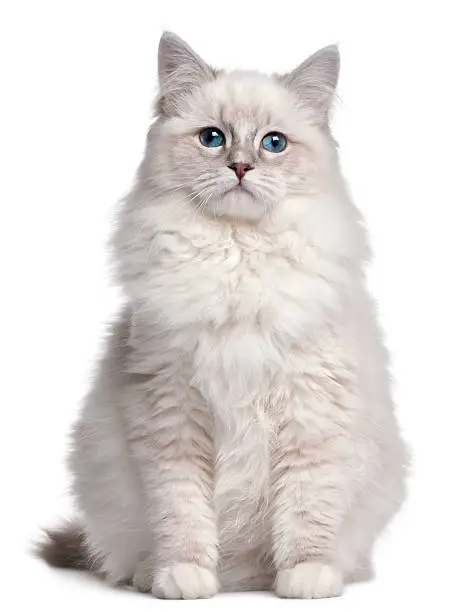 Photo of Ragdoll kitten, 5 months old, in front of white background