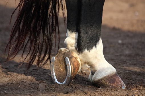 A low angle close-up view from behind of a horse’s hooves as it kicks up the synthetic footing while galloping between show jumping fences. The horse is wearing protective boots on its legs.