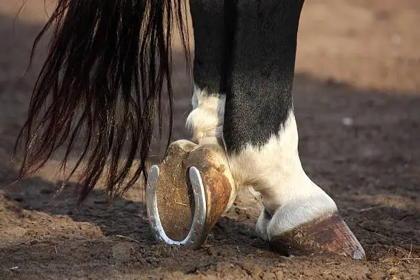 Photo of Close up of black horse hoofs