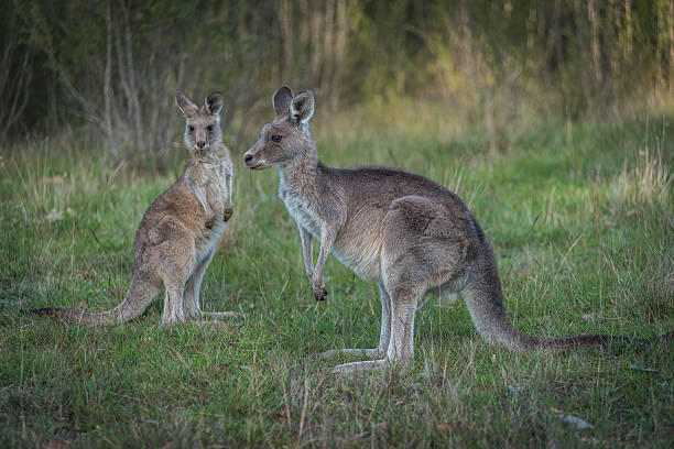 istock Two Kangaroos, Australia, in the wild 471521499