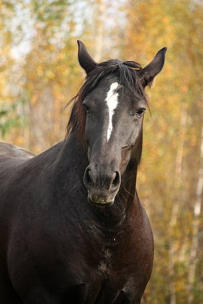 istock Portrait of black percheron in autumn 471521502