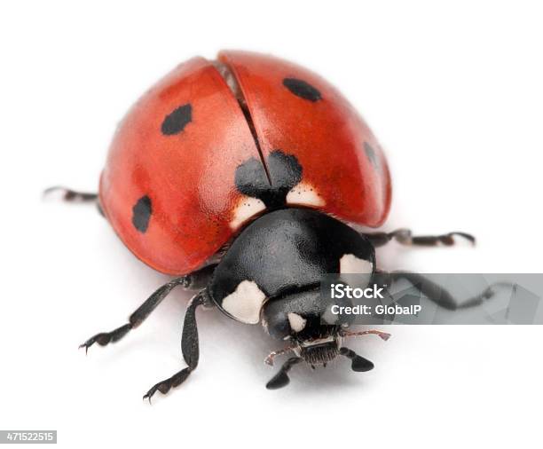 Mariquita De Siete Coccinella Septempunctata Foto de stock y más banco de imágenes de Mariquita - Mariquita, Recortable, Vista de frente