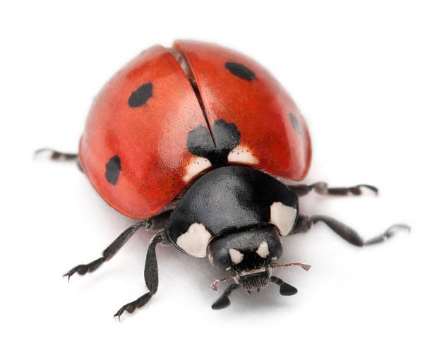 istock Seven-spot ladybird, Coccinella septempunctata 471522515