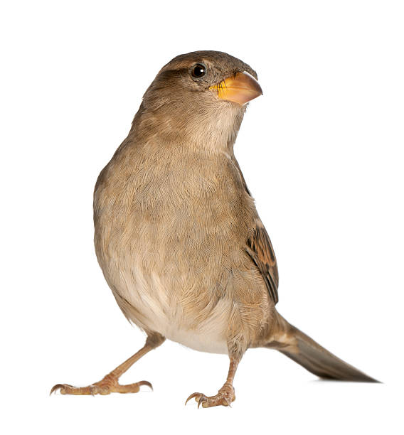 istock female House Sparrow - Passer domesticus (5 months old) 471522531