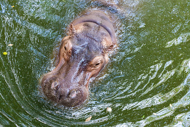 istock Hippopotamus swimming in water 471522547