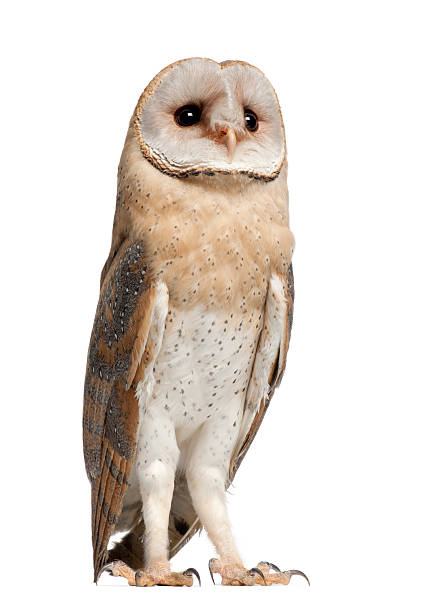 istock Barn Owl, Tyto alba, 4 months old 471523591