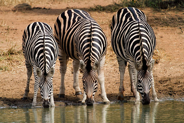 Zebras Drinking stock photo
