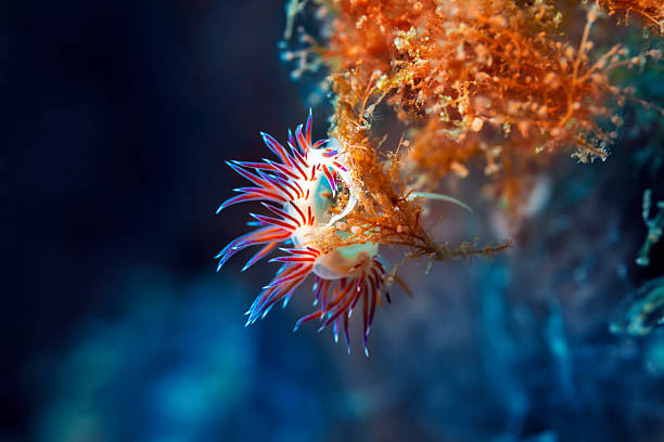 sea life - nudibranch photos et images de collection