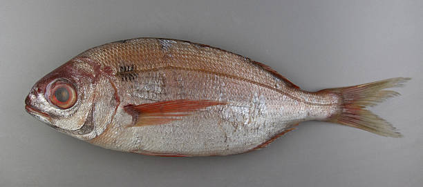 istock Blackspot seabream on grey background, atlantic fish 471524346