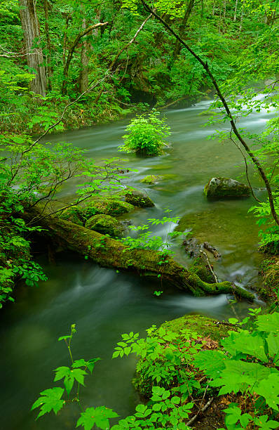 istock Oirase gorge in Aomori, Japan 471524608