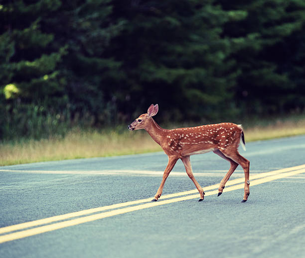 istock Deer Fawn Crossing Road 471524928