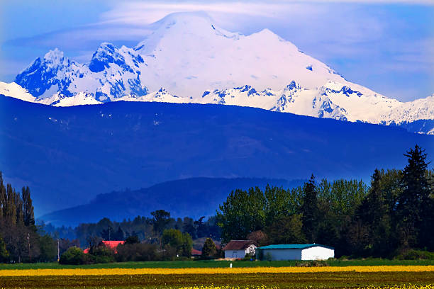 istock Mount Baker Skagit Valley Yellow Flowers Washington State 471524960