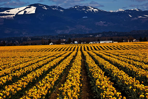 istock Spring Yellow Daffodil Row Flowers Skagit Valley Washington Stat 471524962