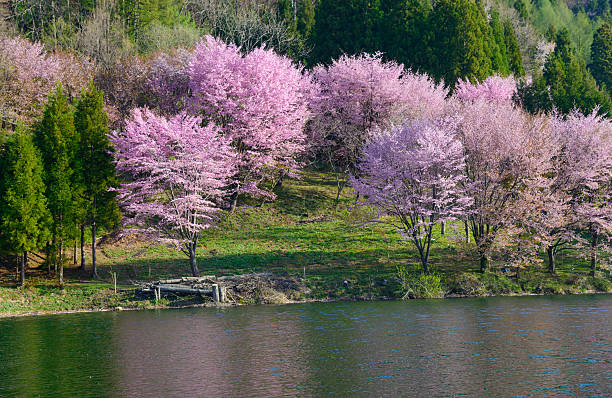istock Cherry blossoms in Omachi, Nagano, Japan 471525106